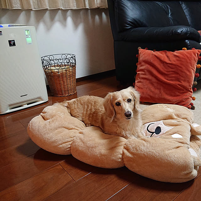 cocoさんの実例写真