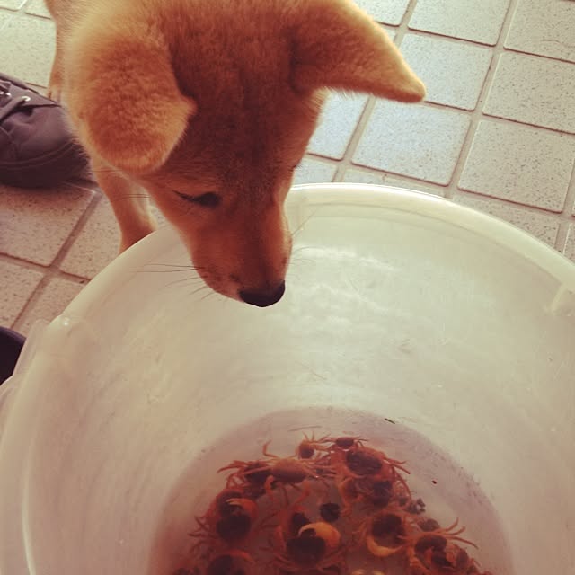 botanさんの実例写真