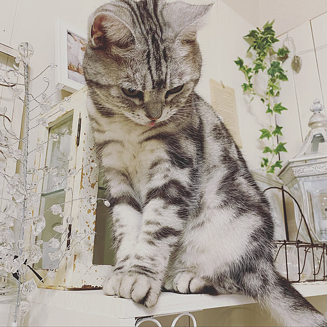 m.cocogardenさんの実例写真