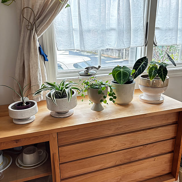 棚/モモナチュラルの家具/緑のある暮らし/観葉植物のインテリア実例 - 2025-02-23 12:37:24