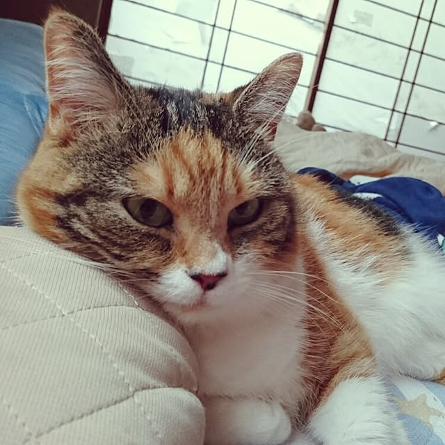 yukieさんの実例写真