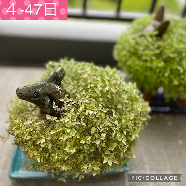 aureaさんの実例写真