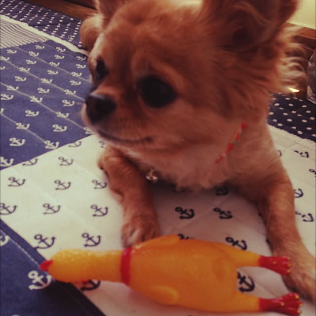 cocoさんの実例写真