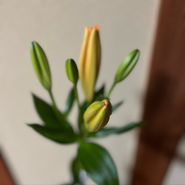 sakakenさんの実例写真