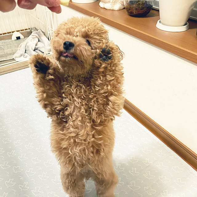 kawauso15さんの部屋