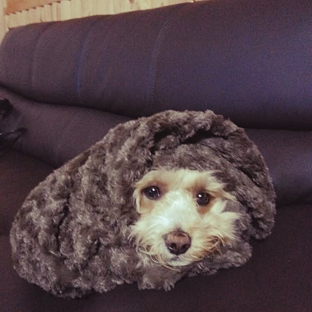 makaronさんの実例写真