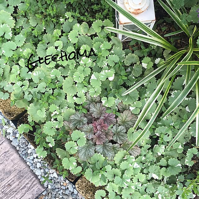 cherryさんの実例写真