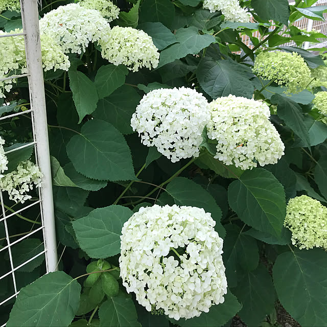 miporinさんの実例写真