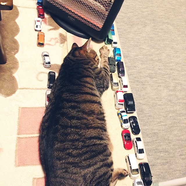 shigimiさんの実例写真