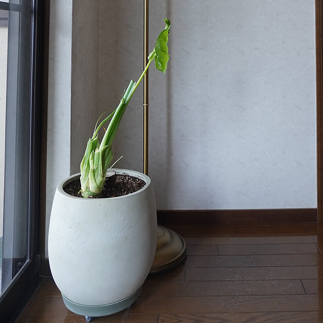 yetiさんの実例写真