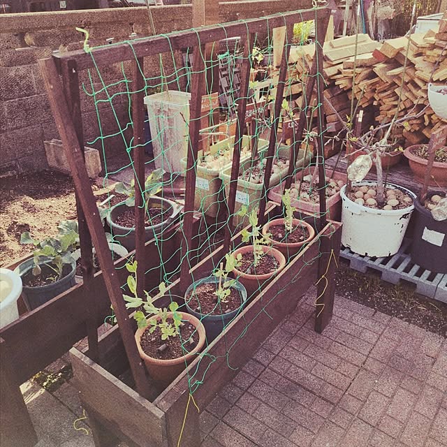 Toraziさんの部屋