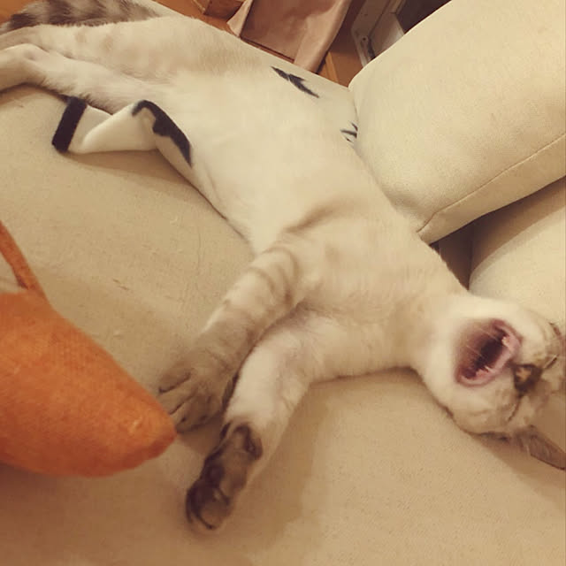 gingerwynksさんの実例写真