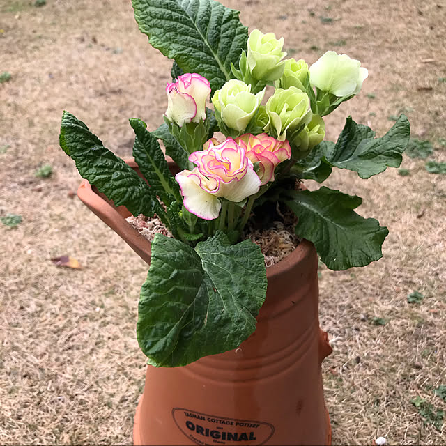 Meimamaosaruさんの実例写真