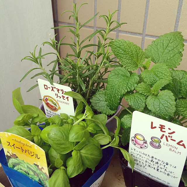 Rinaさんの実例写真