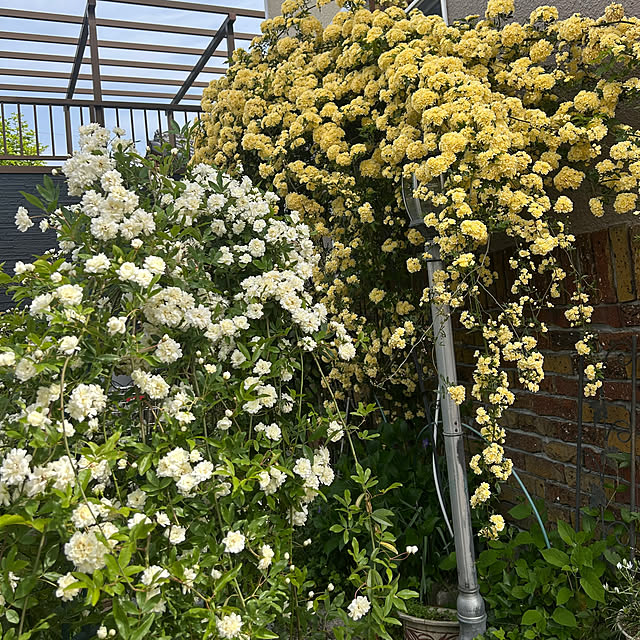 kichaさんの部屋