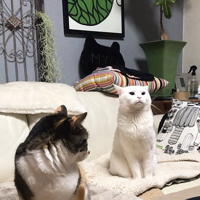nyanko-beamさんの実例写真