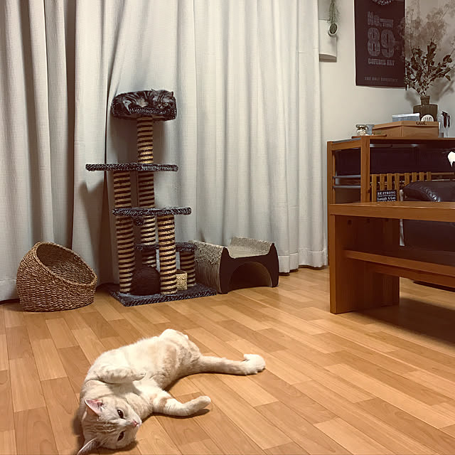 hiyupan88さんの実例写真