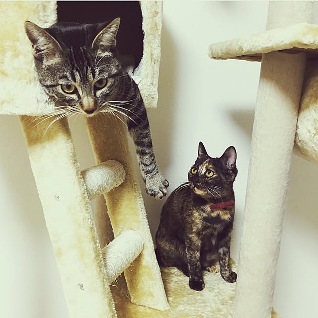 yuuuuuriさんの実例写真