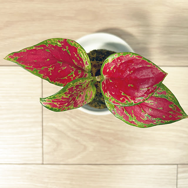 yoyoyoさんの部屋