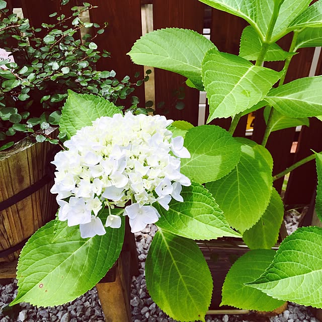 hotarunohahaさんの実例写真