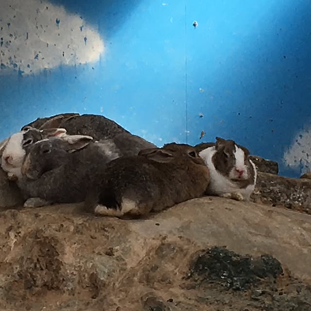 実例写真