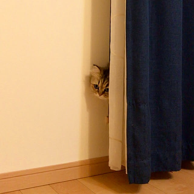 butachanさんの実例写真