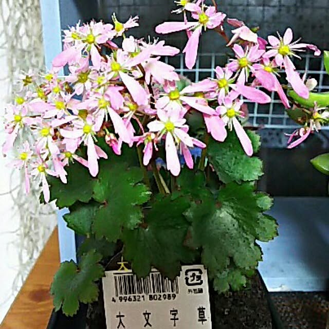 atukoさんの実例写真