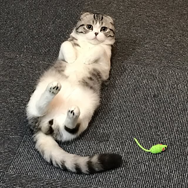 Dahliaさんの実例写真