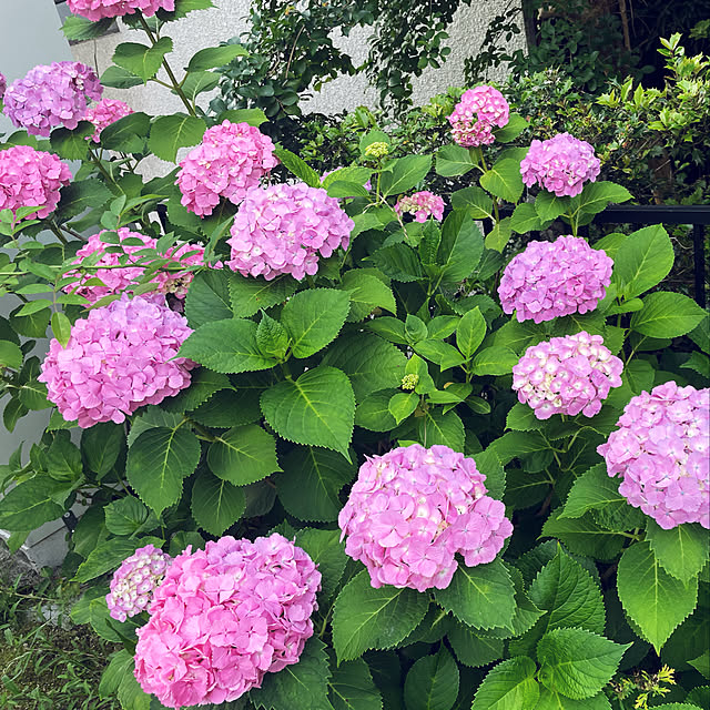 yukichiiさんの実例写真