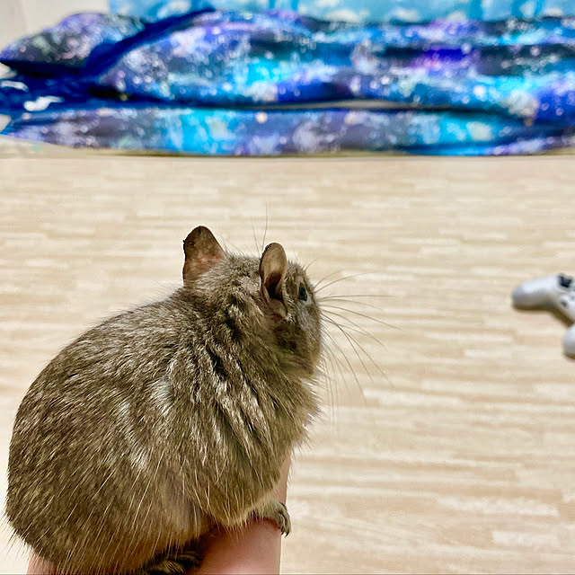 Runa_Journeyさんの実例写真