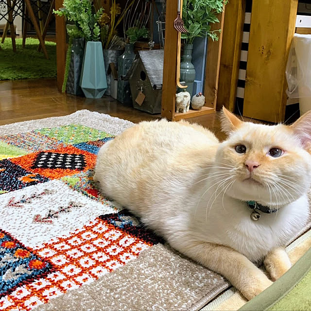mohhaさんの実例写真