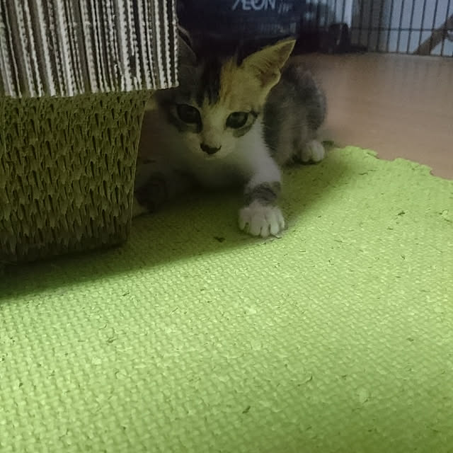shinobuさんの実例写真