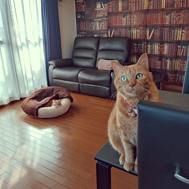 NOAHさんの実例写真