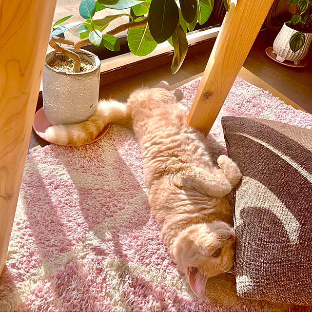 naokoさんの実例写真