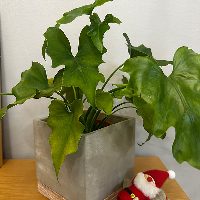 kiyoさんの部屋