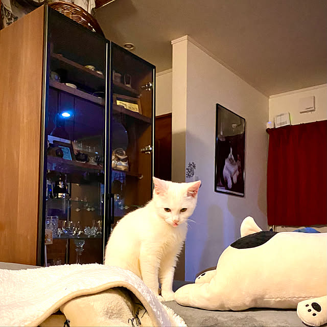 butachanさんの実例写真