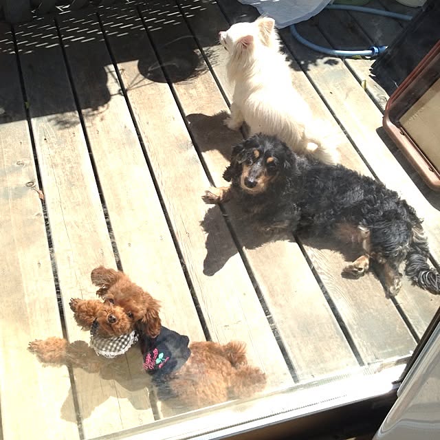 cocoさんの実例写真