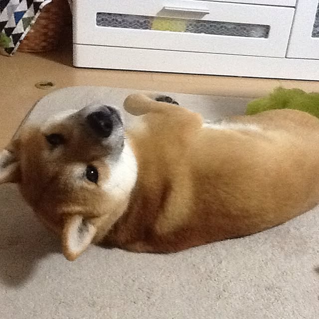 kotaさんの実例写真