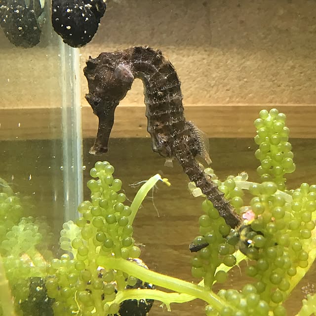 aquarium_seaさんの実例写真