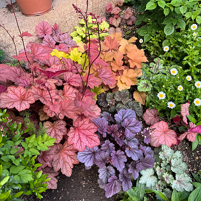 mamizaさんの部屋