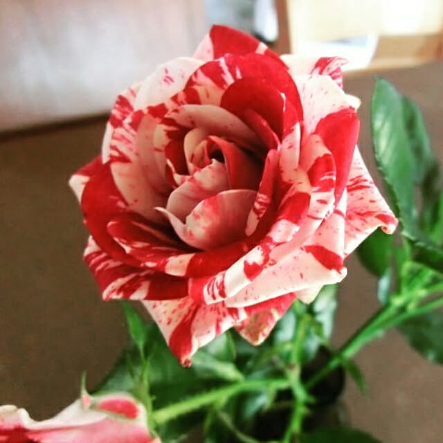 miho3071さんの実例写真