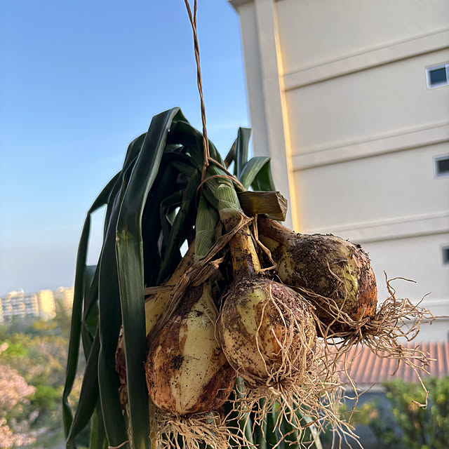 syutmmさんの実例写真