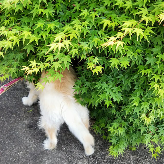 Tirorinさんの実例写真