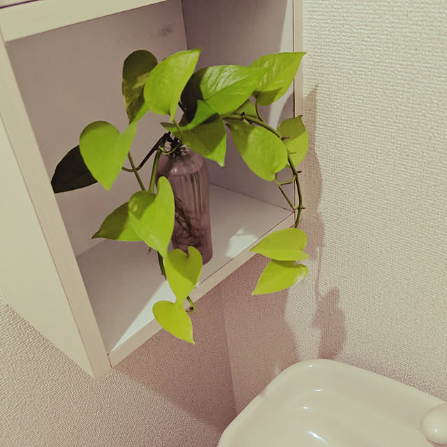 kirikoさんの実例写真