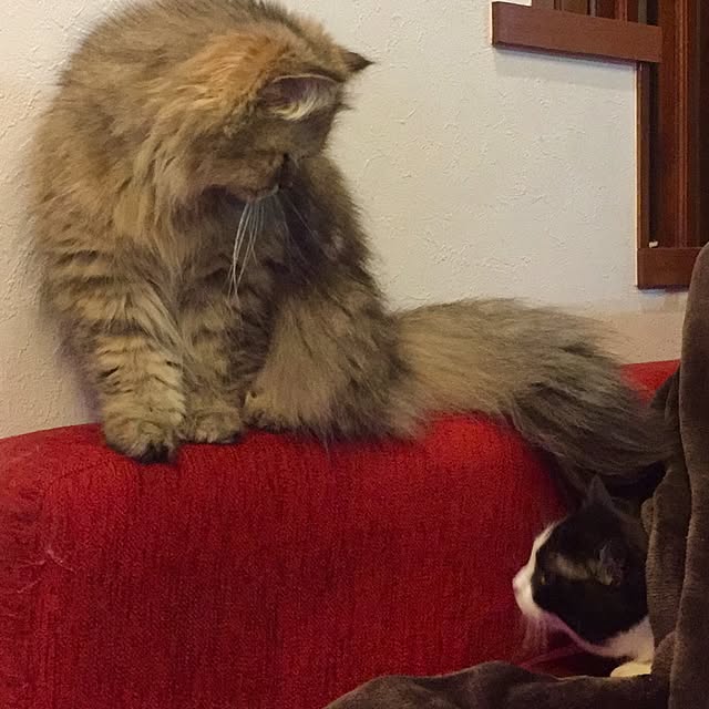 butachanさんの実例写真