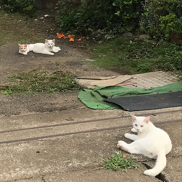 sakurasakuさんの実例写真