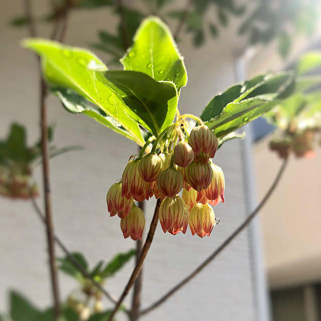 cocoaさんの実例写真