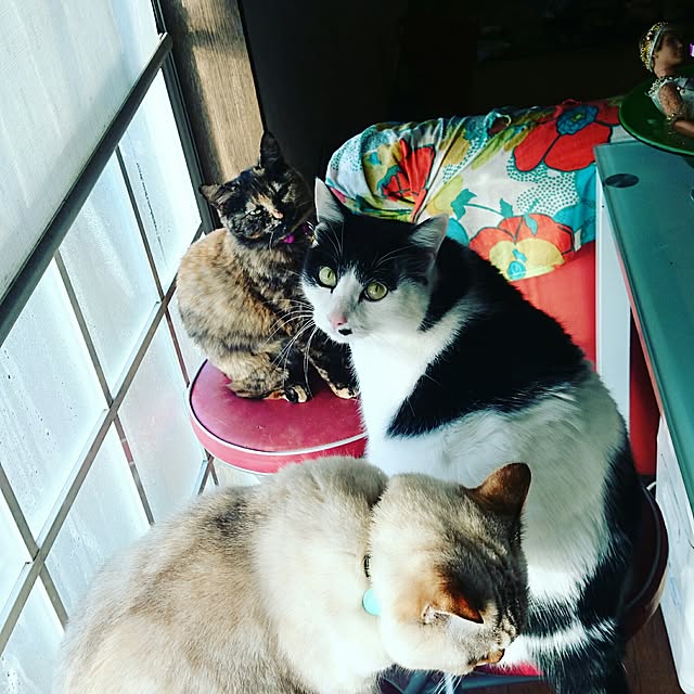 実例写真
