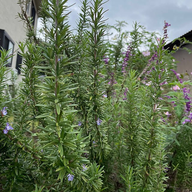 natsumiさんの実例写真