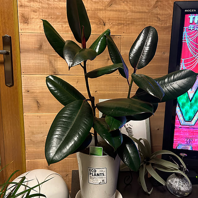 観葉植物/リビングのインテリア実例 - 2022-12-13 07:40:21